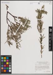 Foto von Salix eleagnos subsp. angustifolia (Cariot) Rech. f.